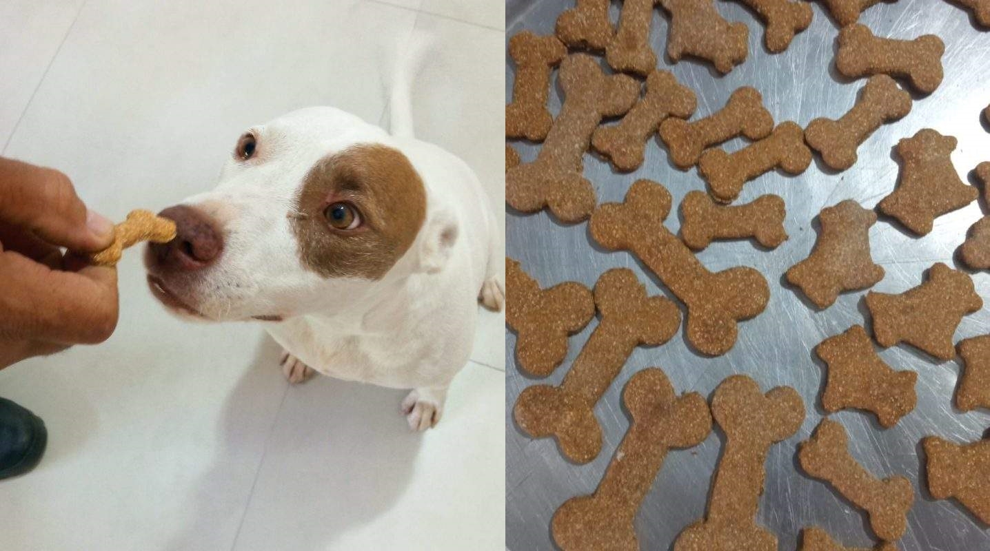 Capa: Baianos desenvolvem petisco para cachorros à base de farinha de casca do ovo