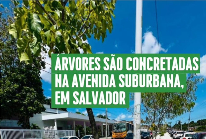 Capa: Ouvidor da Câmara Municipal denuncia concretagem de árvores na Avenida Suburbana