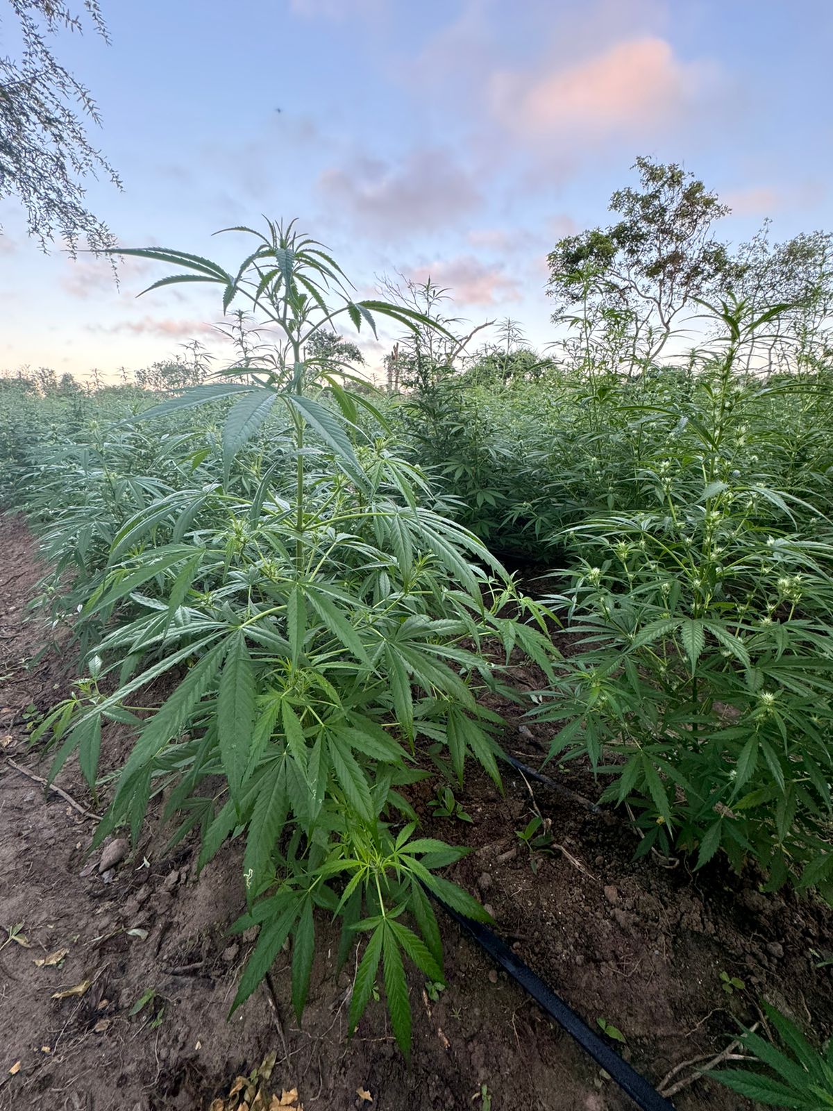 Capa: Polícia Federal realiza erradicação de 61 mil pés de maconha no norte da Bahia