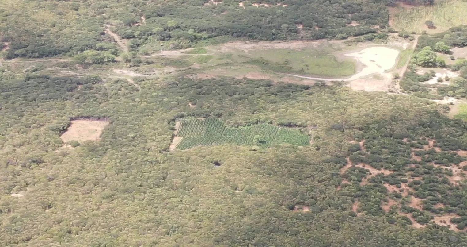 Capa: Operação no Polígono da Maconha erradica 25 mil pés da erva